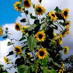 Meet your Posher, Paula